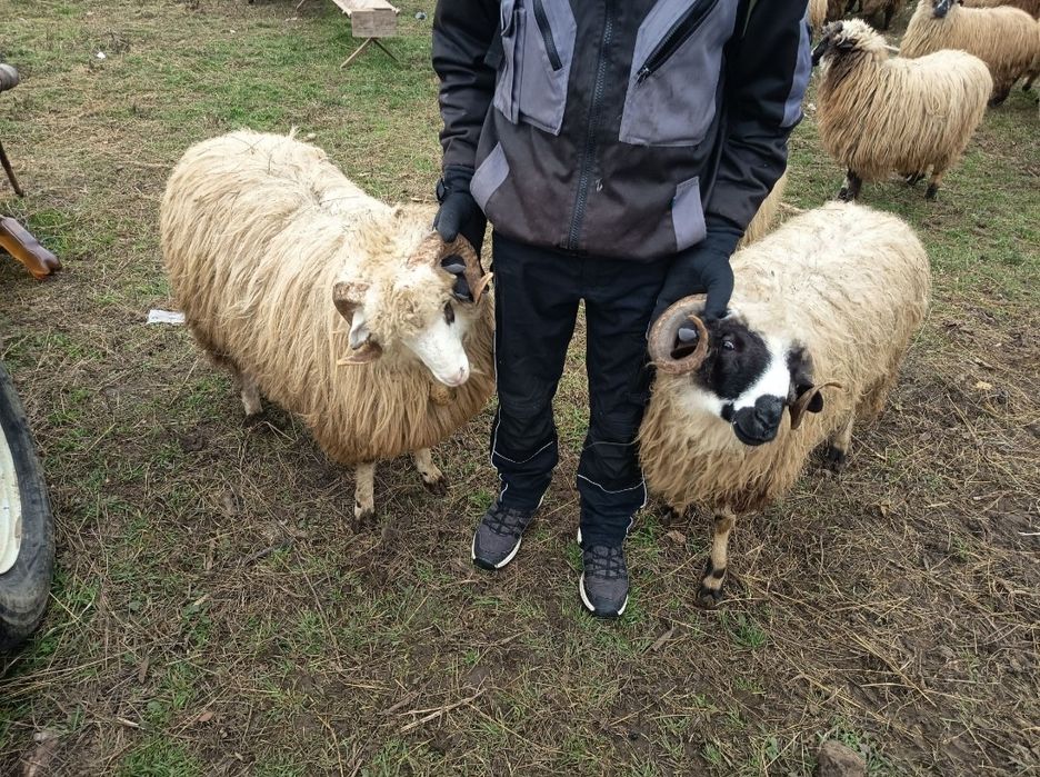 Vând cârlan frumoși