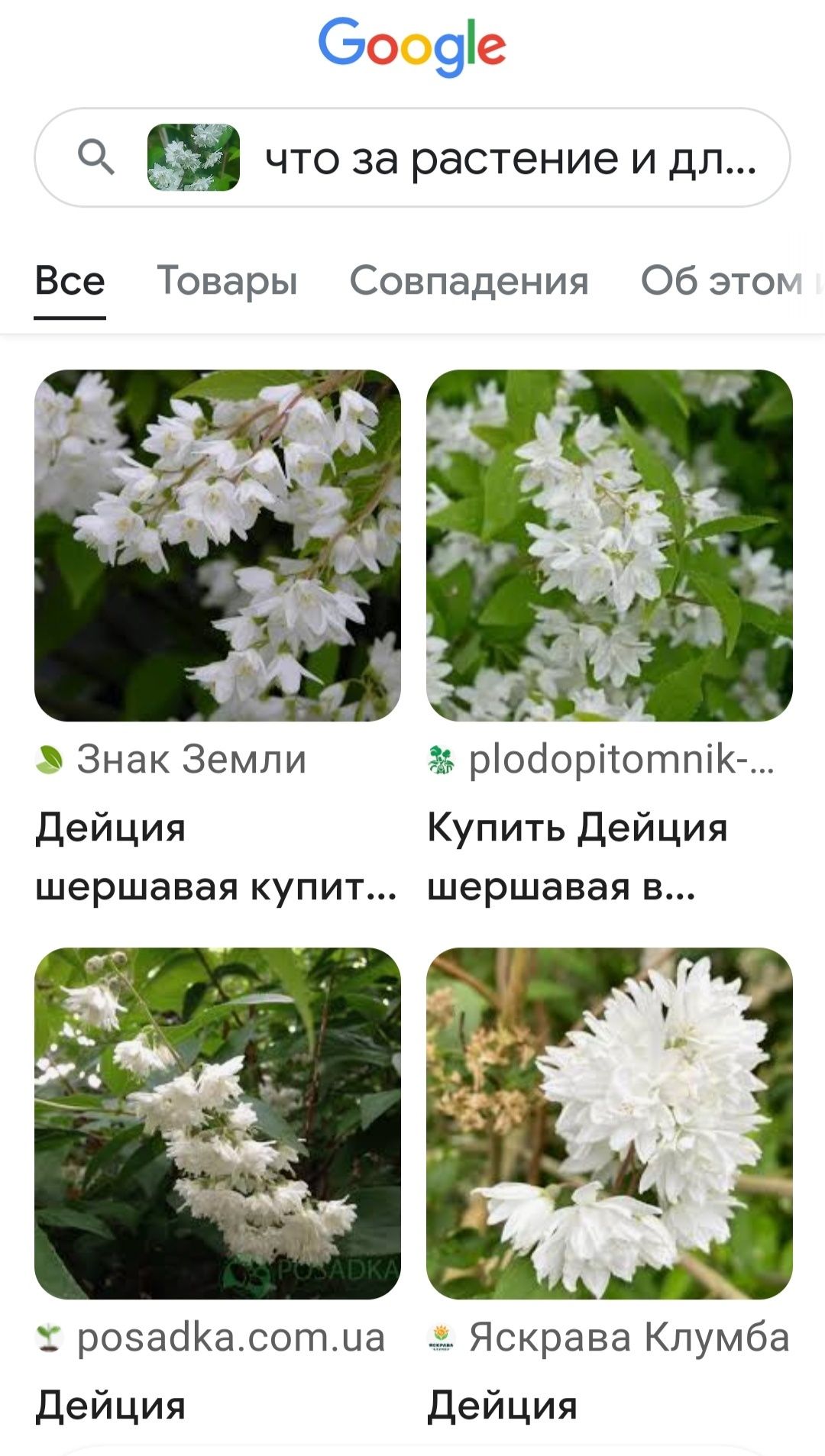 Кустарник "Дейция" декоративная
