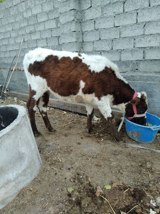 2 гуножин сотилади