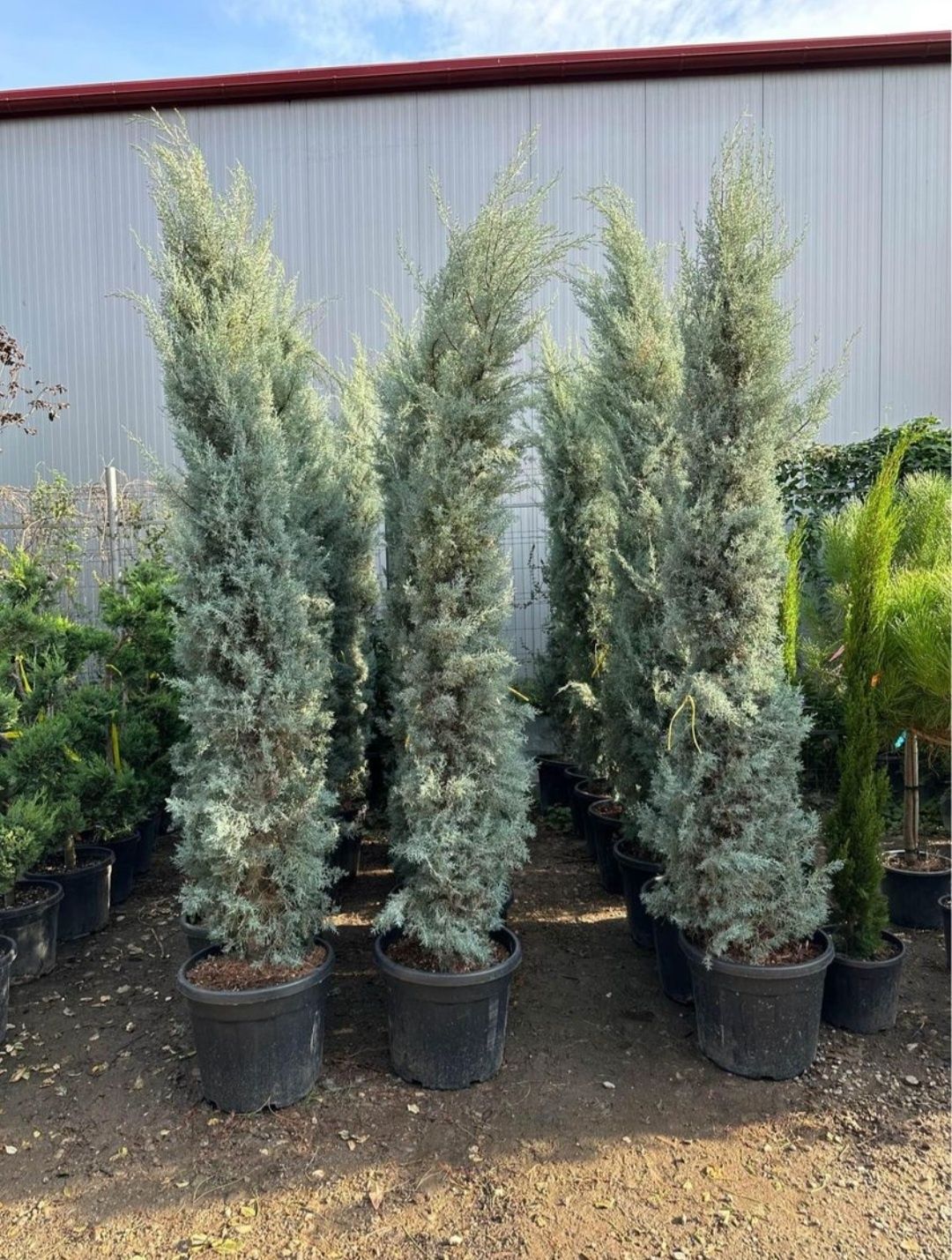 Cupressus leylandii 2m - 4m, calitate premium! La cel mai mic preț