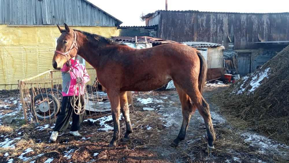 Продам руско рысистую кобылку