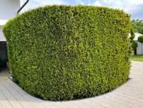 Tuia, plante ornamentale, preț de producător