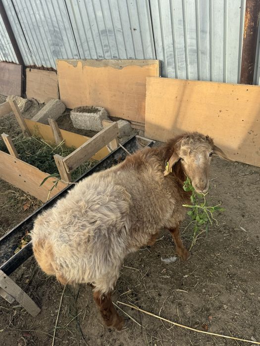 Тоқты сатылады бағасы 60 мың