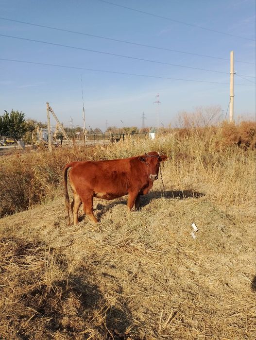 Бугоз 1 корин гуножин тук бугоз