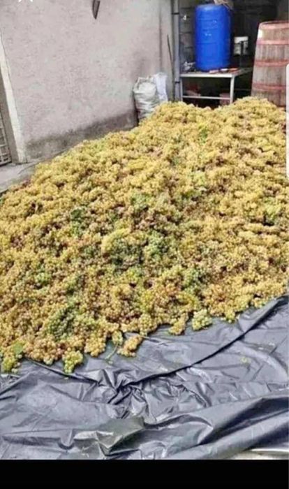 Vand struguri de vin