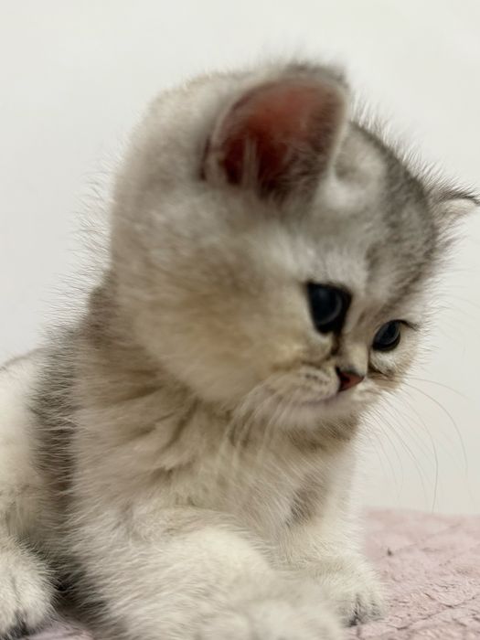 De vanzare British chinchila silver cu british golden