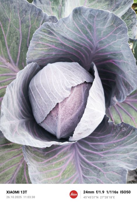 Vând conopida roșie, varza roșie , varza victoria și conopida alba