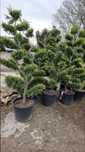 Plante ornamentale