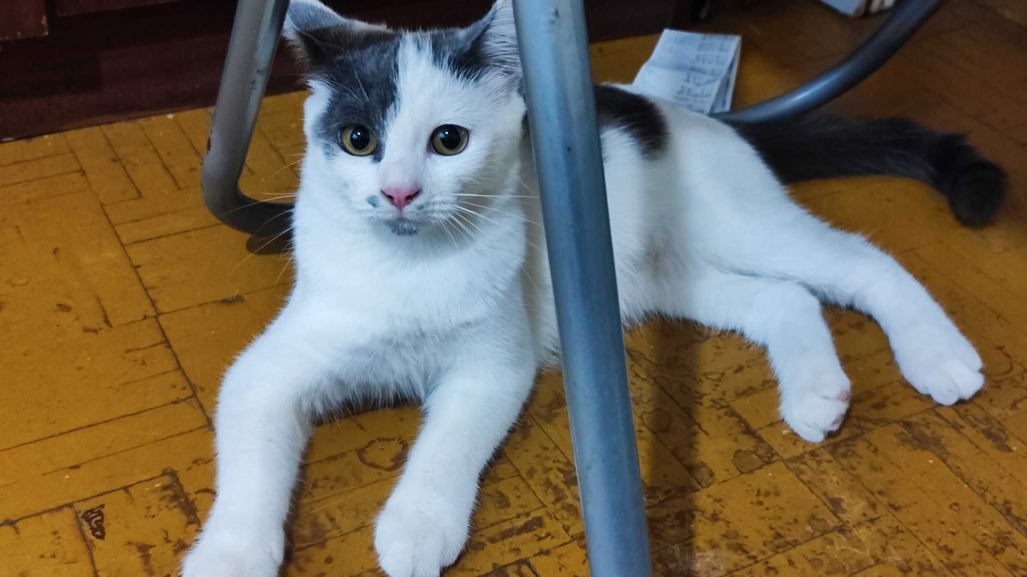 Подарявам котенце