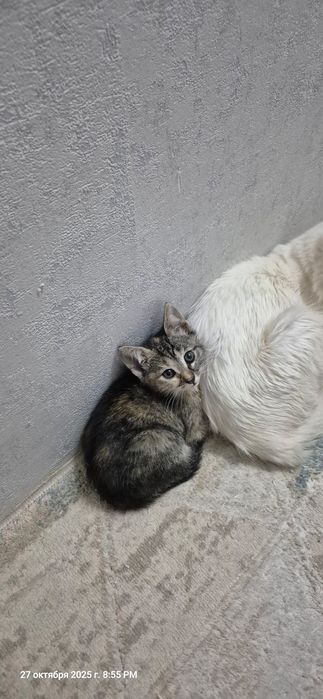 Отдам котенка в добрые руки