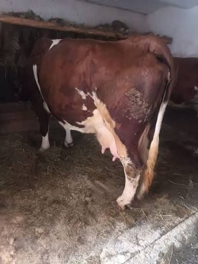 Vand vaca româneasca originală