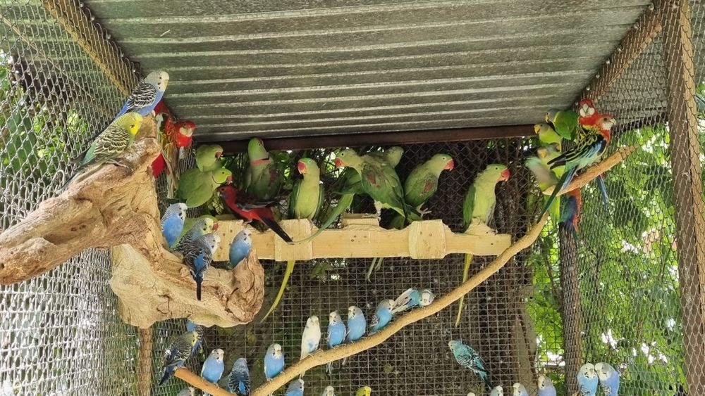 Продаются попугаи