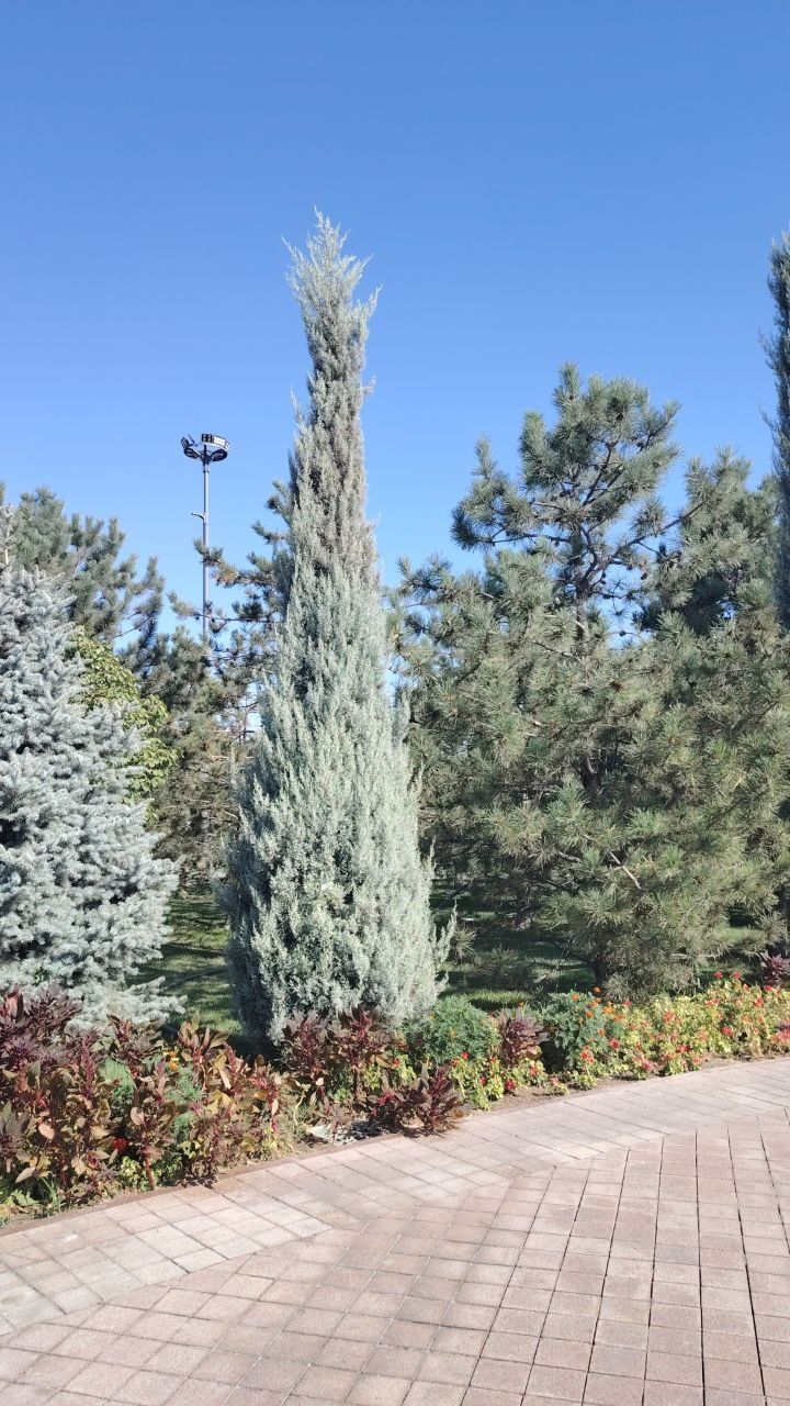 Арча ва живой забор кесиш хизматлари бор