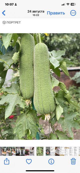 Семена Люффы продам,в наличии