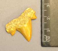 Зъб от АКУЛА (фосил)
