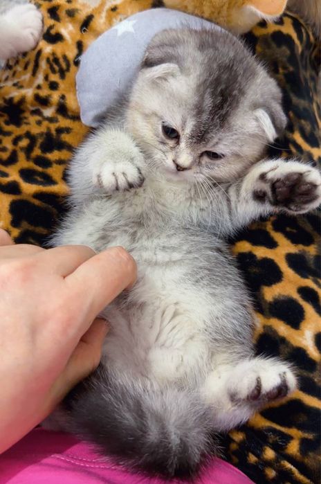 Мушук зотли скотиш фолд киз шиншилла