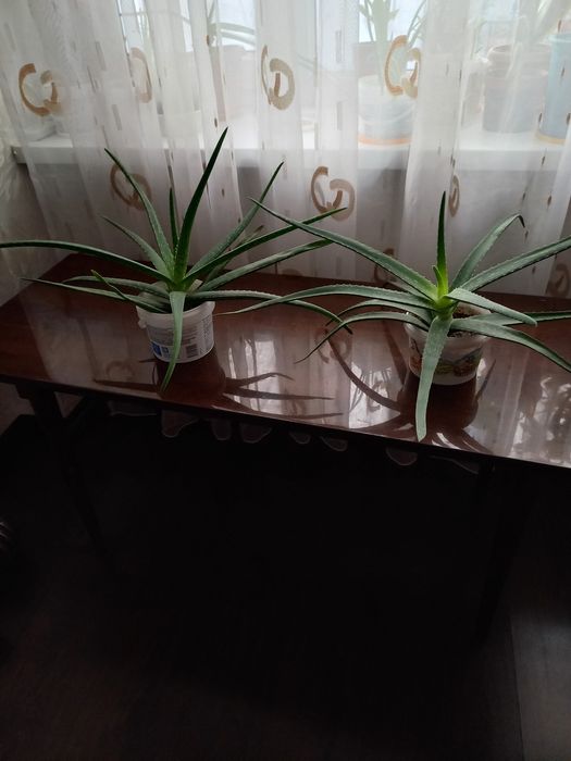Цветы Алое по 2500 тг, возраст более 3 лет