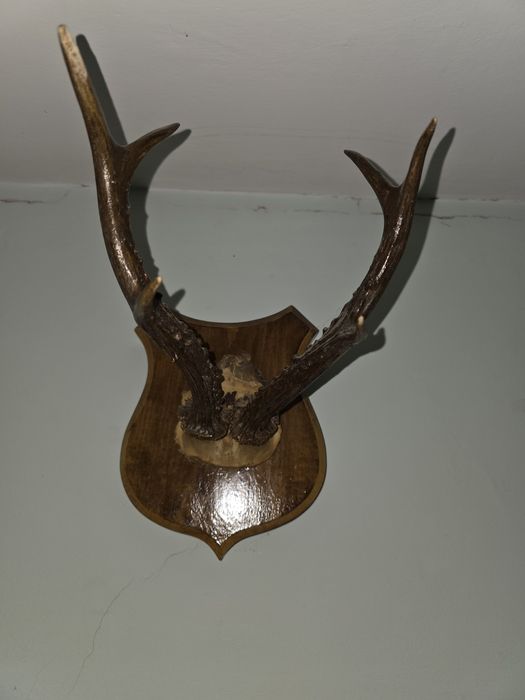 Coarne cerb / caprior