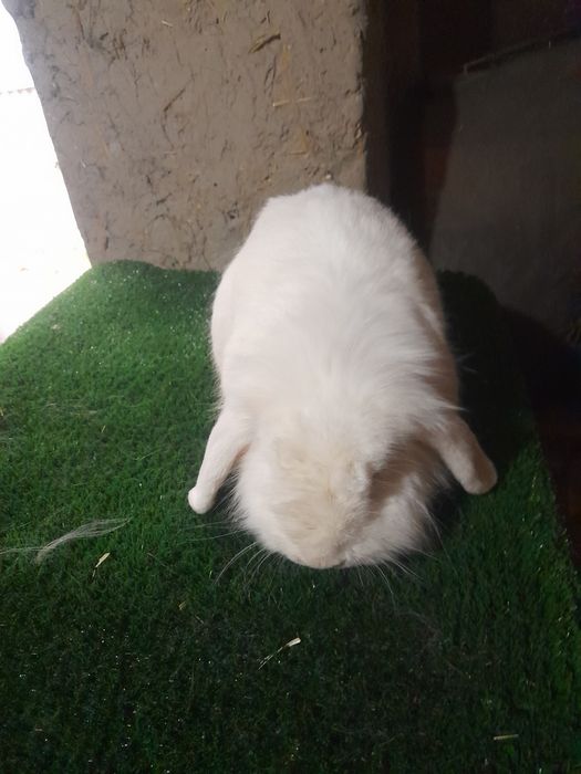 Декаратив тайор Эркаг зот олишга Калифорнии и баран карлик тоза зотла