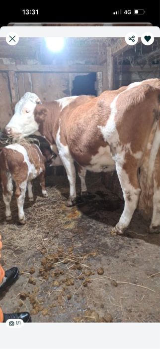 Vand vaca cu tauras baltat