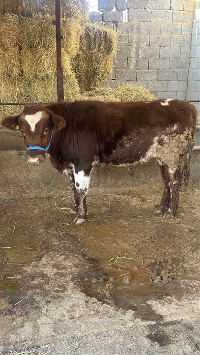 Бұқа сатылады денсаулғы жақсы