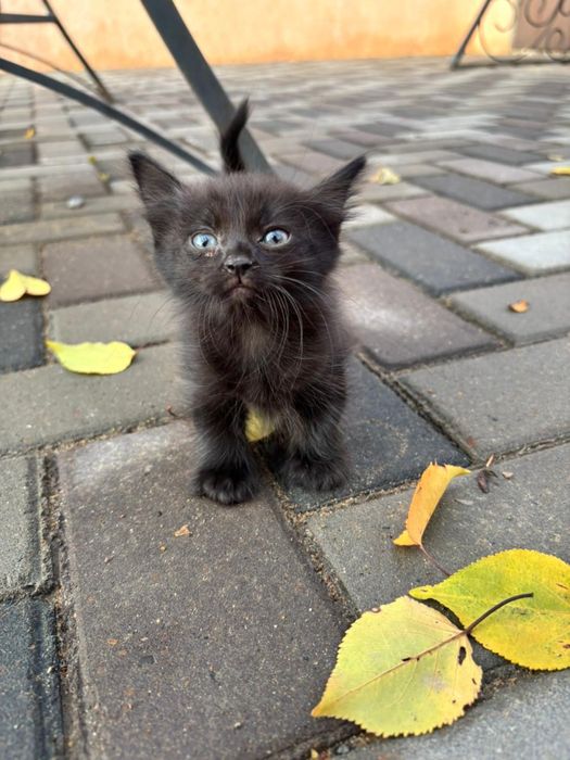 Котята малыши 1 месяц