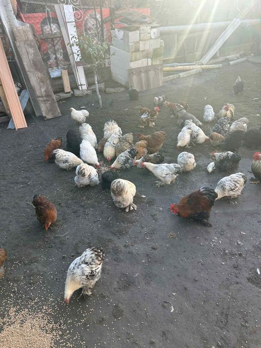 Gainusi pitice chochinchina