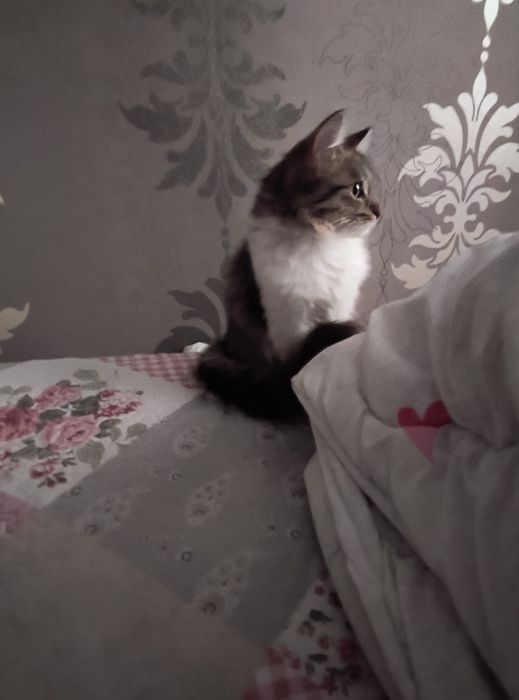 Котята в хорошие руки