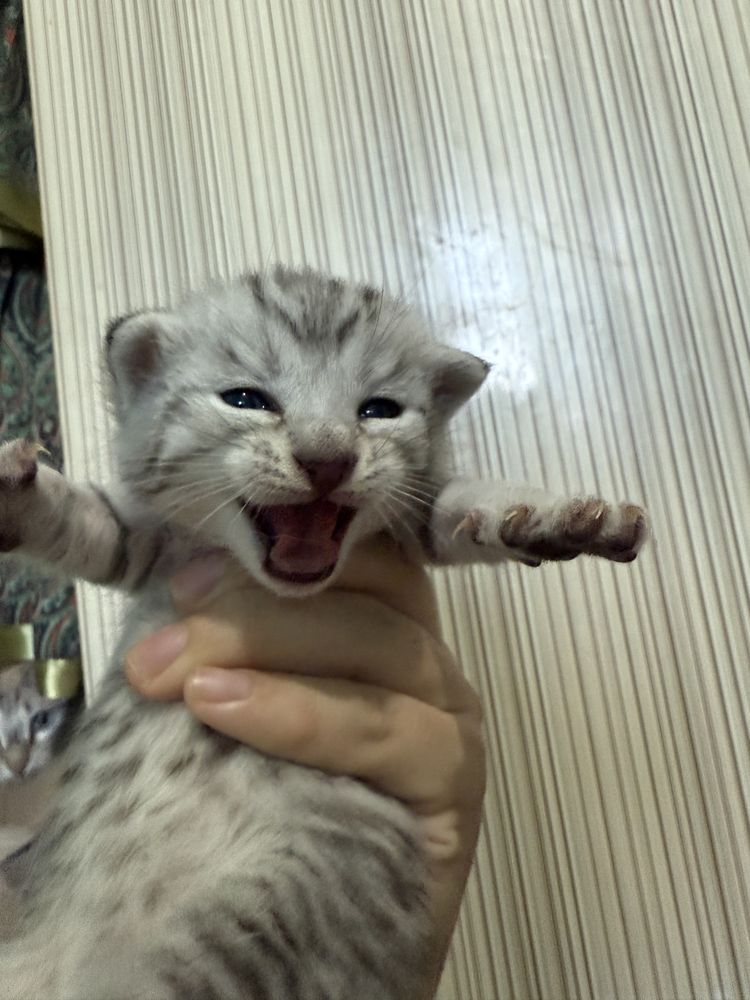 маргаулар, котенок