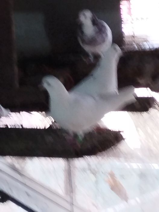 Jucători de birmingham