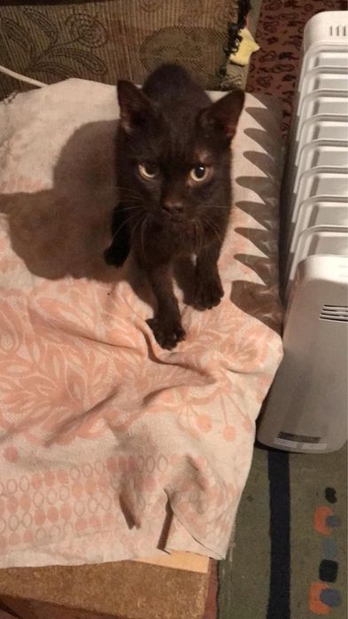 Отдам в добрые руки котенка