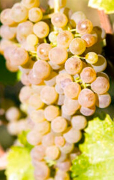 Vând struguri de vin