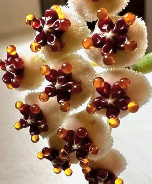 Flori, plante rare de Lacrima Maicii Domnului ( Hoya )