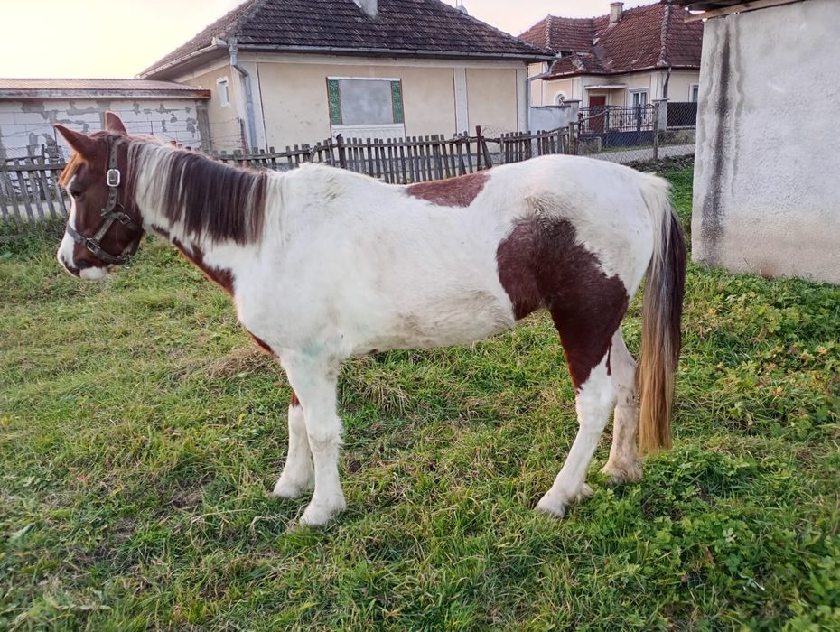 Iapa Pinto foarte blândă