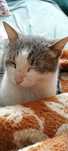 Котка кастрирана с хигиенни навици женска