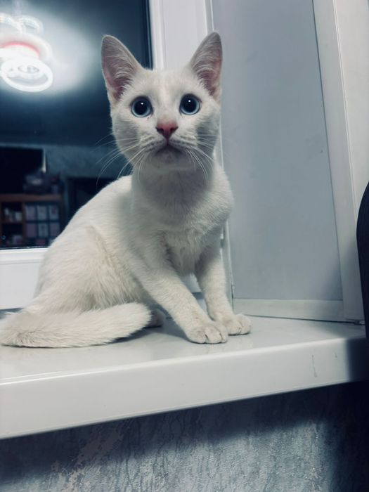 Дарю котика белого