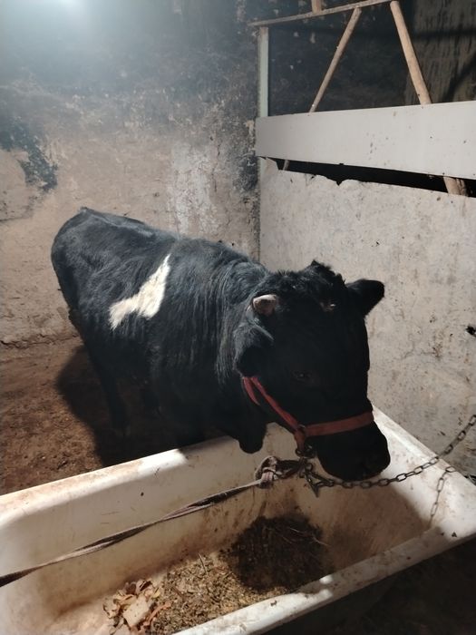 1 yoshar yeb ichshi zo'r