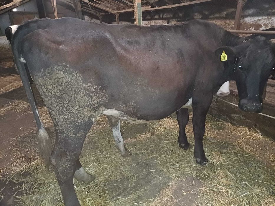 Продавам крави за клане