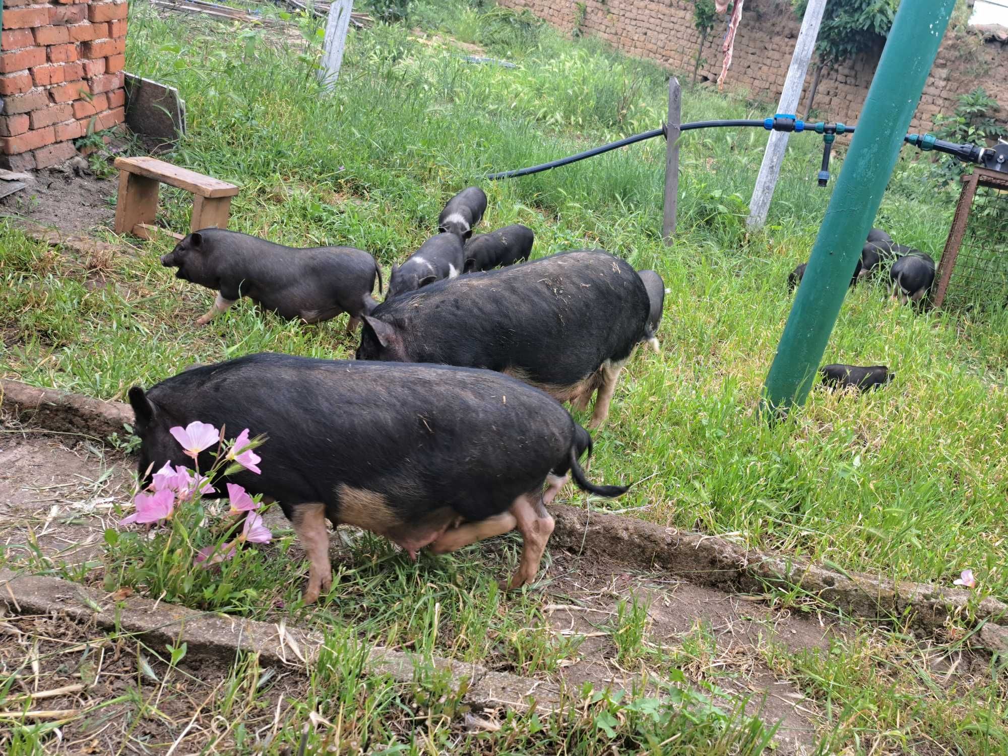 Продавам виетнамски прасенца