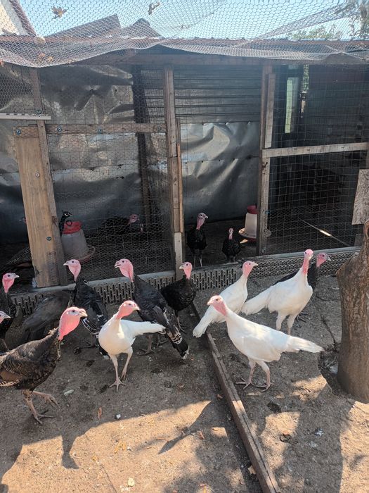 Curci ..și.. curcani..2025