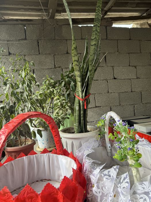 Комнатные цветы