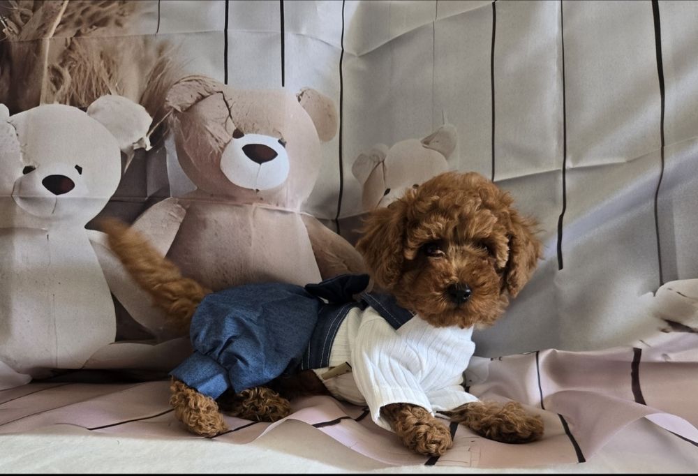 Пудел той / Мини Poodle toy с родословие