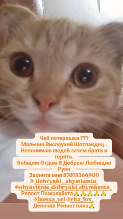 Отдам бесплатно. В Добрые Руки
