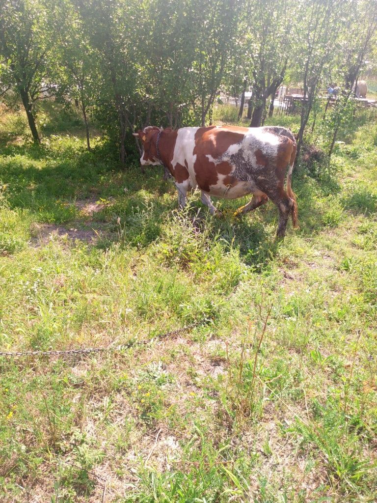 Vaca Gestanta luna a 9