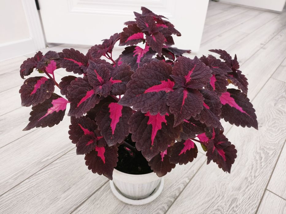 Шеффлера &  Доставка есть