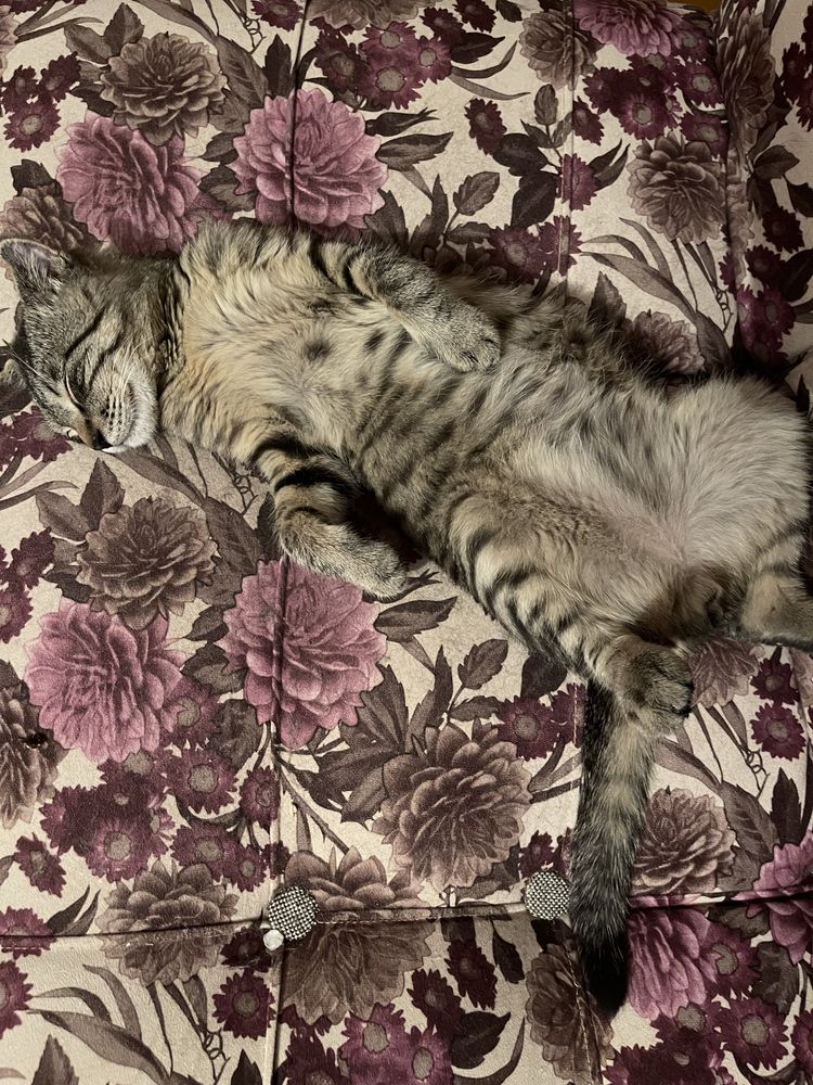 Отдам в дар кота.