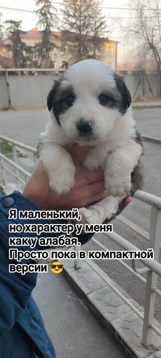 В хорошие руки, отдаются 7 комочков счастья