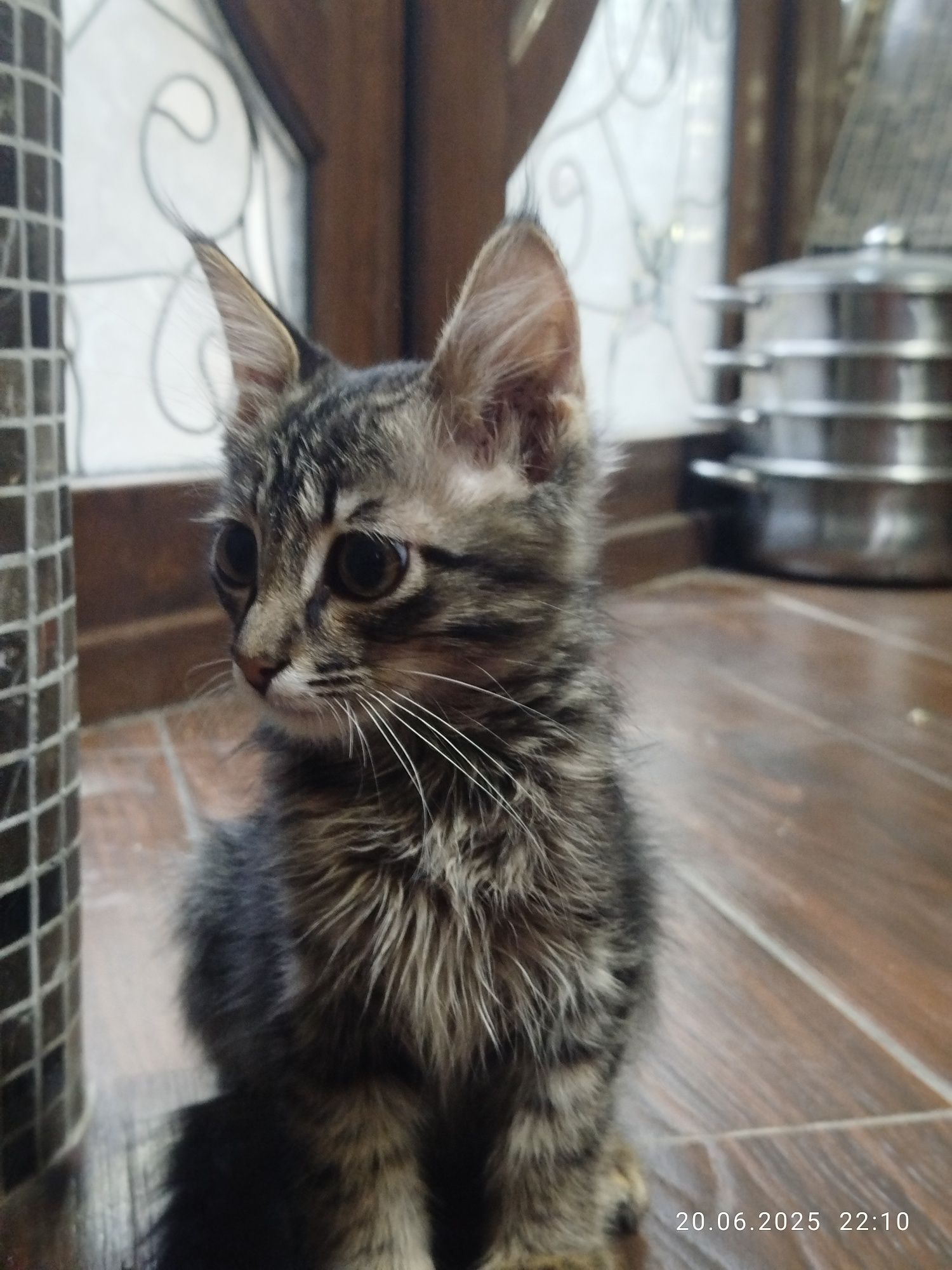 Котенок Меин Кун