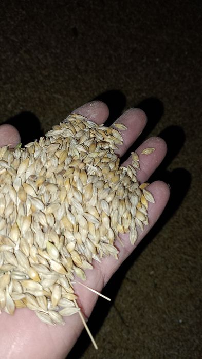 Продам на корма пшеницу ячмень