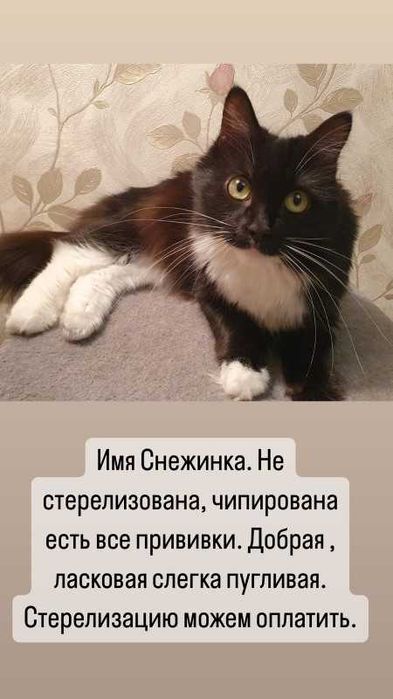 Кисы нужен дом. Отдам хорошему человеку.